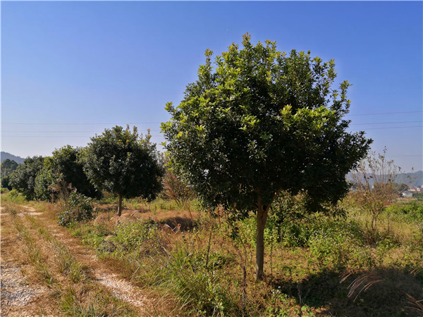 高桿綠化楊梅樹米徑10公分